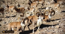 پارک ملی تنگ صیاد زیستگاهی برای جانداران گوناگون
