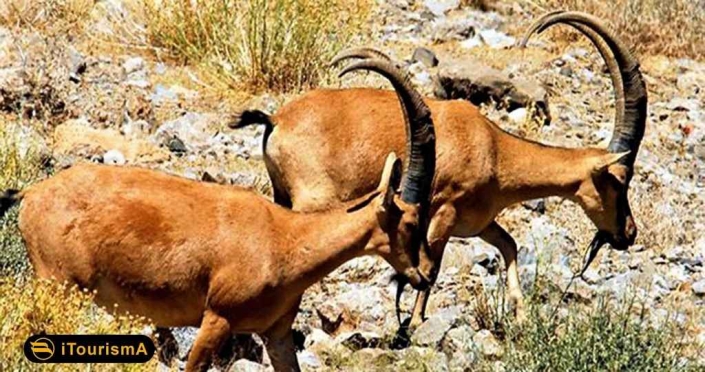 پارک ملی تنگ صیاد زیستگاهی برای جانداران گوناگون