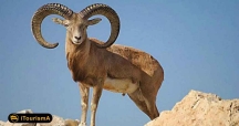 پارک ملی تنگ صیاد زیستگاهی برای جانداران گوناگون