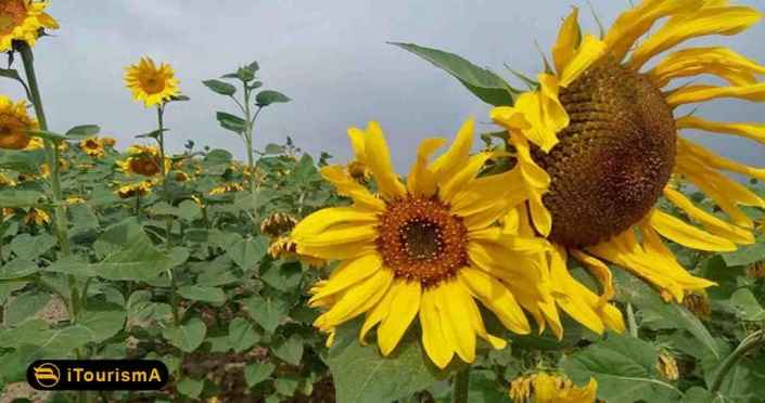 Poppy and Sunflower Plain of Kalpoosh