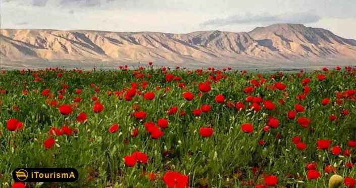 Poppy and Sunflower Plain of Kalpoosh