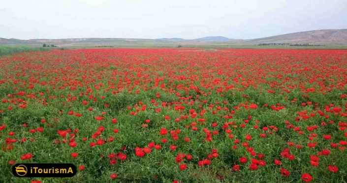 Poppy and Sunflower Plain of Kalpoosh