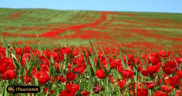 Poppy and Sunflower Plain of Kalpoosh
