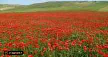 Poppy and Sunflower Plain of Kalpoosh