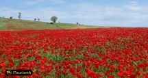 Poppy and Sunflower Plain of Kalpoosh