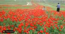 Poppy and Sunflower Plain of Kalpoosh