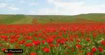 Poppy and Sunflower Plain of Kalpoosh