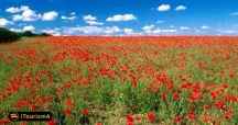 Poppy and Sunflower Plain of Kalpoosh