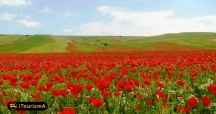 Poppy and Sunflower Plain of Kalpoosh