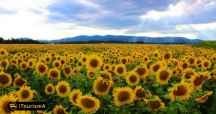 Poppy and Sunflower Plain of Kalpoosh