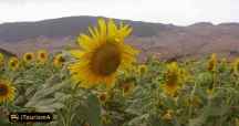Poppy and Sunflower Plain of Kalpoosh