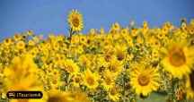 Poppy and Sunflower Plain of Kalpoosh