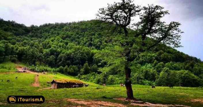 Dalkhani Jungle