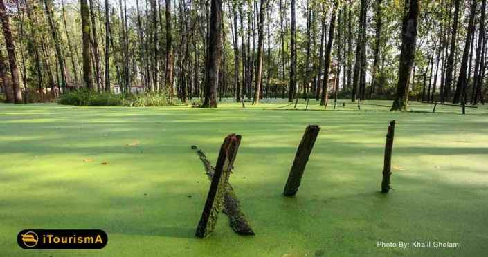 Saravan Swamp