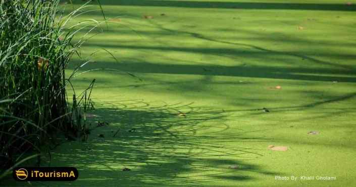 Saravan Swamp