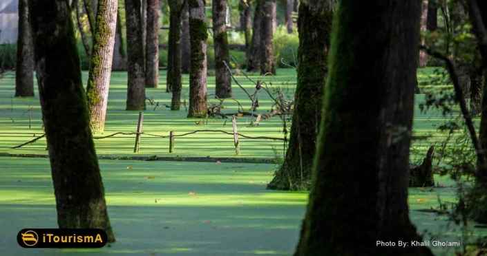 Saravan Swamp