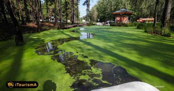 Saravan Swamp