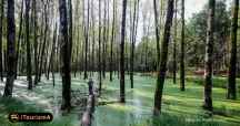 Saravan Swamp
