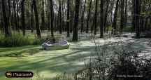 Saravan Swamp