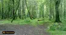 Kashpel Park