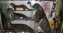 Natural History Museum