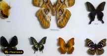 Natural History Museum