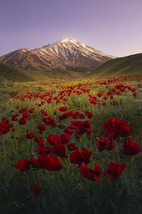 کوه دماوند